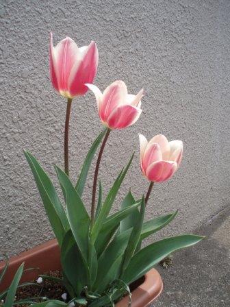 tulip2.JPG